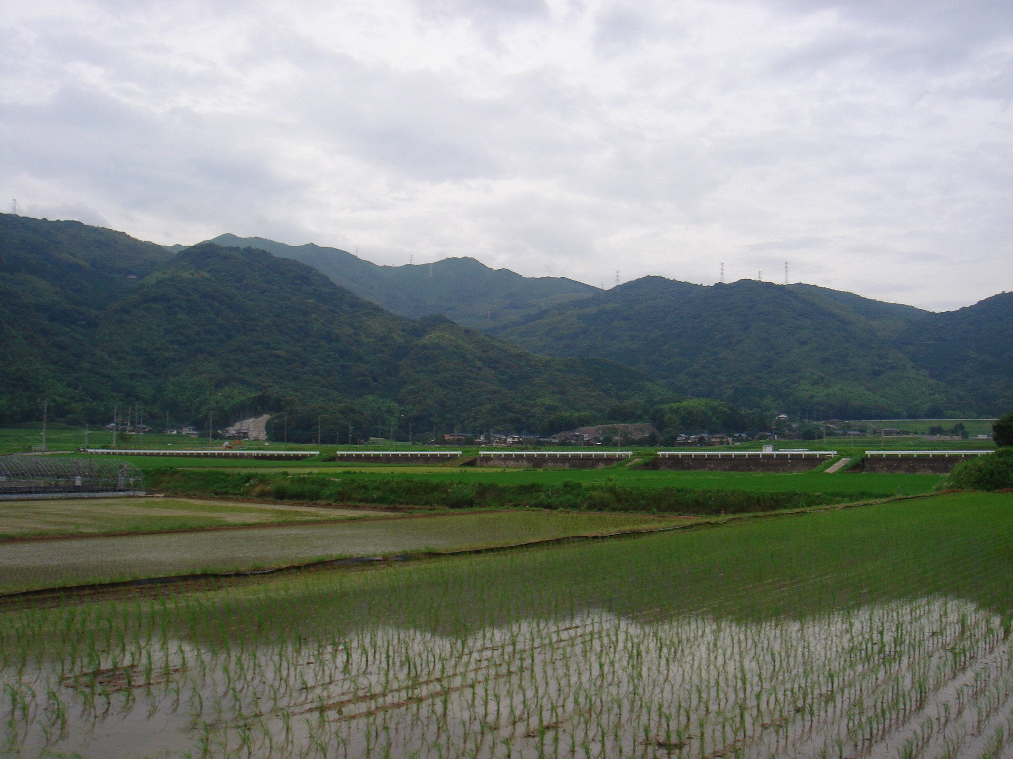 白川米 ( 夢つくし ) 5kg お米 白米