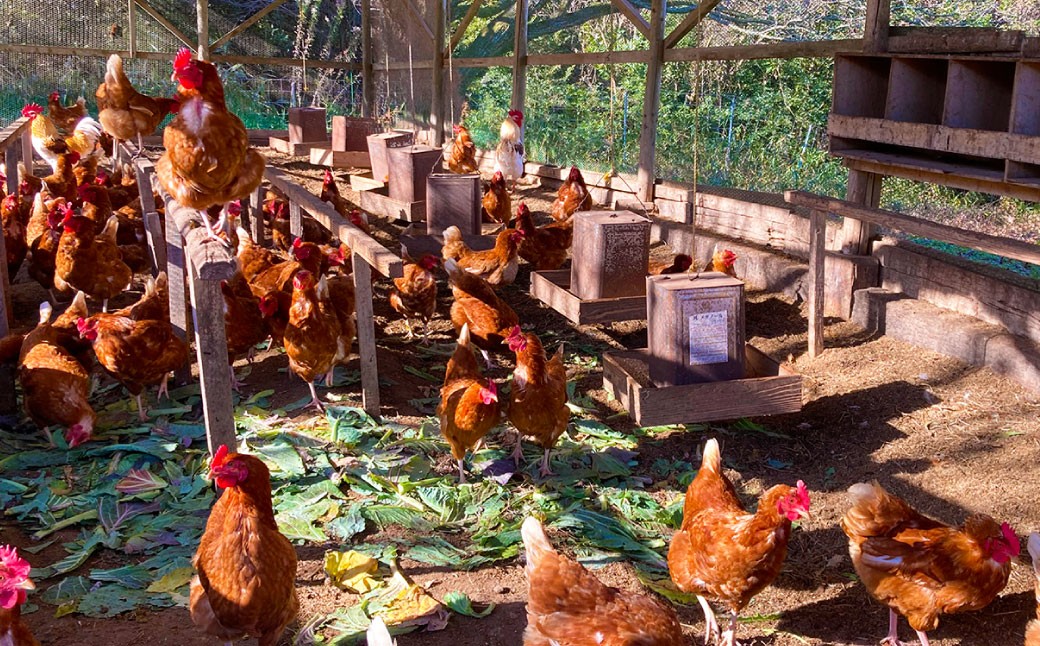 3種類の 和三盆 ケーキ と和三盆 無添加 コテツ 焼プリン 14個 セット チーズケーキ ガトーショコラ