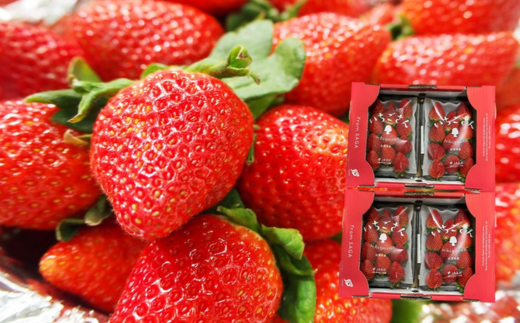 佐賀県産 いちごさん 240g×4パック：B145-012