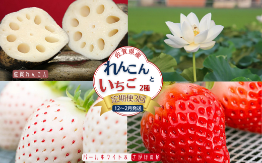 【定期便3回】佐賀県産 れんこんといちご【12〜2月発送】：B445-006