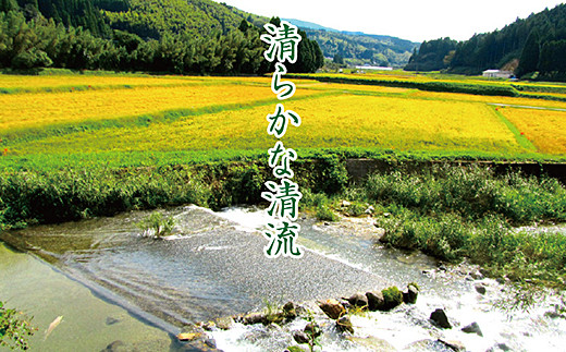 【定期便6回】三瀬村産「コシヒカリ」5kg×2袋 お米 精米：C195-007