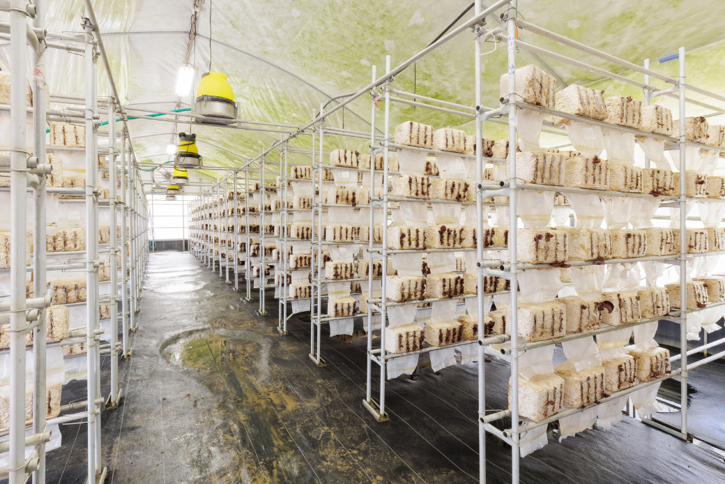 佐賀県産乾燥きくらげ２袋（手作業）：A085-003