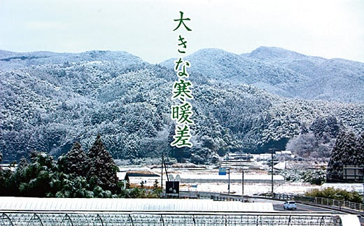 【定期便6回】三瀬村産「コシヒカリ」5kg×2袋 お米 精米：C195-007