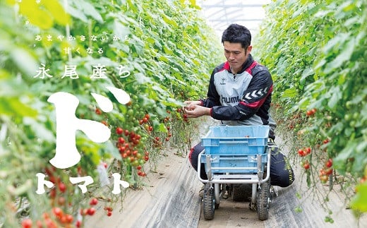 【人気】甘さとコクがド級！ドトマト1号 とまと 旬 野菜 産直 佐賀市：B140-010