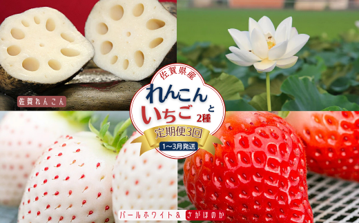 【定期便3回】佐賀県産 れんこんといちご【1〜3月発送】：B445-007