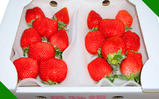 佐賀県産 いちご「かおりの」（250g×2パック）：A080-006