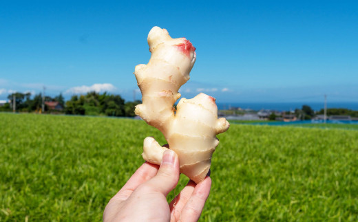 まだと切れぬ初恋の味『初恋ほのか』3点セット：B170-014