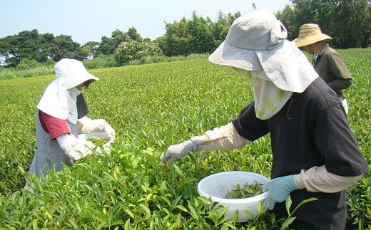 和紅茶ティーバッグ飲み比べセット：B175-011