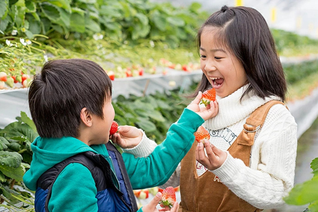 佐賀県産いちご さがほのか＆パールホワイト 紅白セット：B140-008