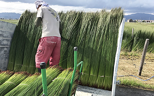 佐賀県産い草置き畳 82cm角1枚セット：B360-003