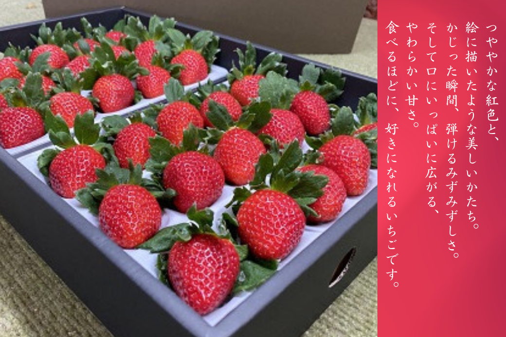 極上のいちごさん ITOFARM 苺 佐賀県産 イチゴ フルーツ 果物 ：B240-016