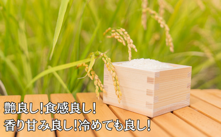 【新米】令和7年 佐賀県産 さがびより白米12kg：B380-001