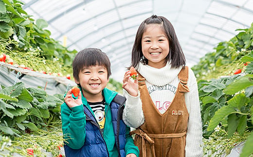 先行受付！【定期便3回】佐賀県産 れんこんといちご【2026年12月～2027年2月発送】レンコン れんこん 蓮根 さがほのか パールホワイト いちご イチゴ 苺：B445-006 定期便①