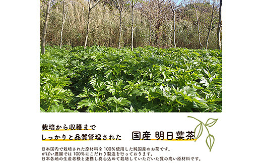 国産 明日葉茶（3個セット）：B220-007