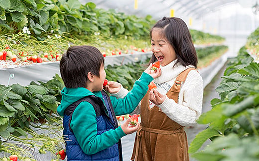 先行受付開始！佐賀県産 れんこんと紅白いちごのセット①【2027年1月から順次発送】さがほのか パールホワイト 苺 いちご イチゴ 蓮根 レンコン れんこん：B240-008