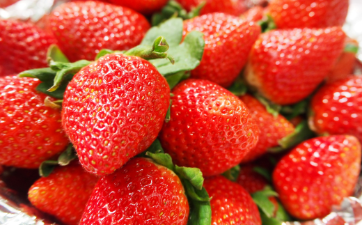 佐賀県産 いちごさん 240g×4パック：B145-012