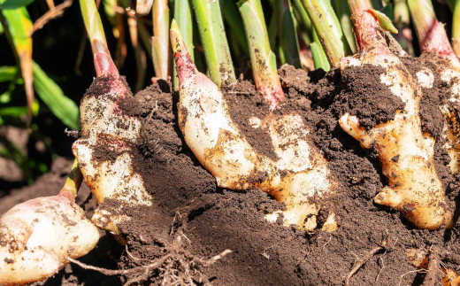 まだと切れぬ初恋の味『初恋ほのか』3点セット：B170-014