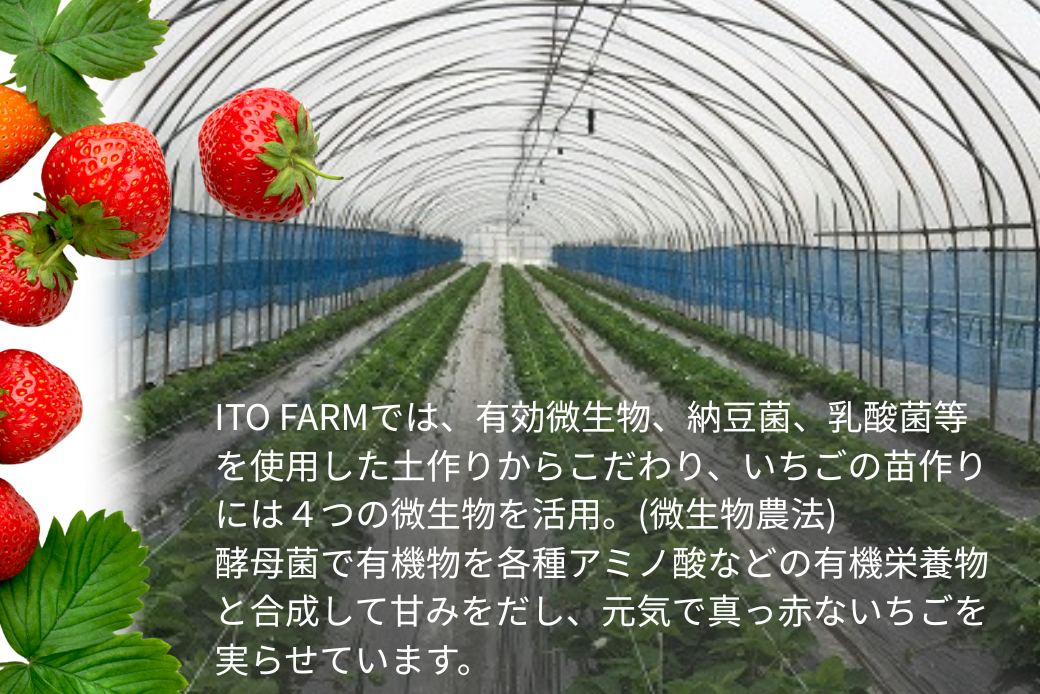 極上のいちごさん ITOFARM 苺 佐賀県産 イチゴ フルーツ 果物 ：B240-016