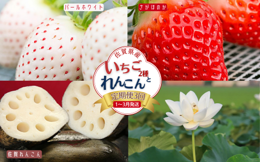 【定期便3回】佐賀県産 いちごとれんこん【1〜3月発送】：B420-001