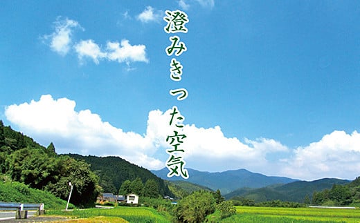 【定期便6回】三瀬村産「コシヒカリ」5kg×2袋 お米 精米：C195-007