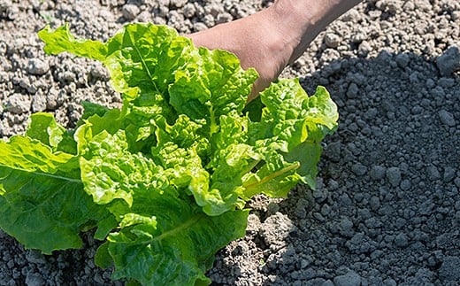 佐賀産季節の旬野菜10種類（農薬・化学肥料不使用）：B120-036