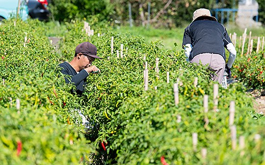 佐賀産季節の旬野菜10種類（農薬・化学肥料不使用）：B120-036