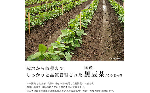 国産 黒豆茶：A085-014