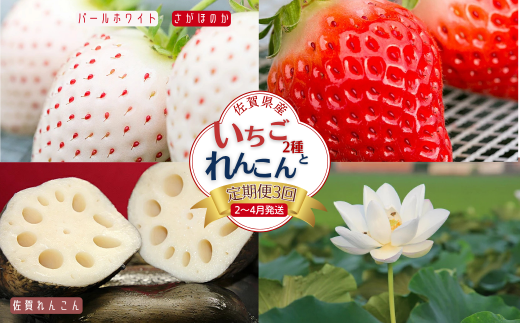 【定期便3回】佐賀県産 いちごとれんこん【2〜4月発送】：B420-002