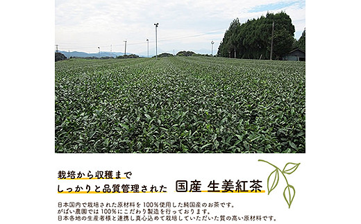 国産 生姜紅茶：A085-016