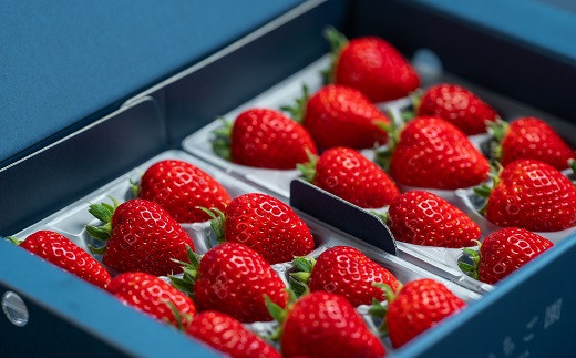 佐賀県産いちご いちごさん：B100-037