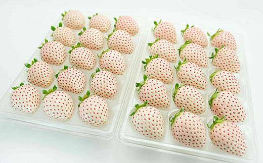 ãå®æäŸ¿5åãäœè³çç£ ïŒçš®ãã¡ãã2æã6æçºéãïŒB650-003