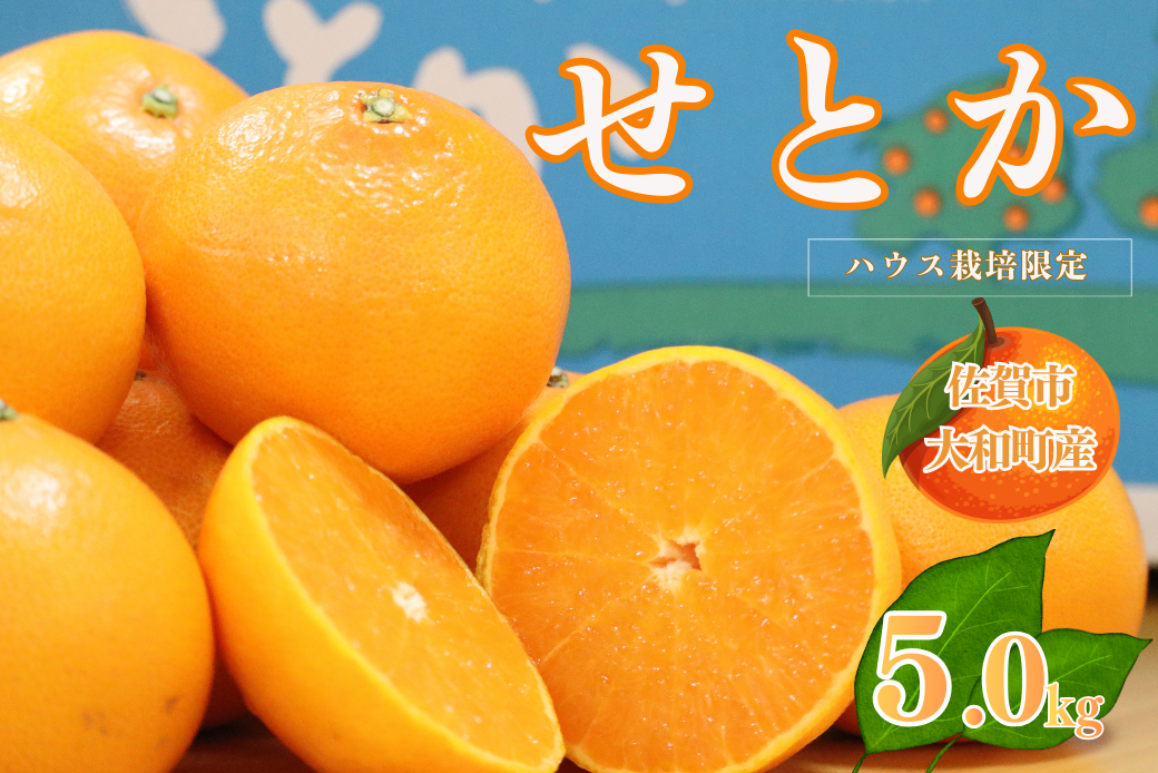 【1月中旬～2月下旬発送】佐賀市大和町産みかん「せとか」：B150-077
