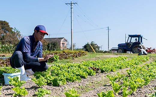 佐賀産季節の旬野菜10種類（農薬・化学肥料不使用）：B120-036