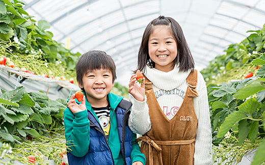 先行受付開始！佐賀県産 れんこんと紅白いちごのセット①【2027年1月から順次発送】さがほのか パールホワイト 苺 いちご イチゴ 蓮根 レンコン れんこん：B240-008