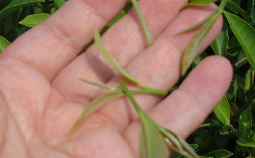 和紅茶ティーバッグ飲み比べセット：B175-011