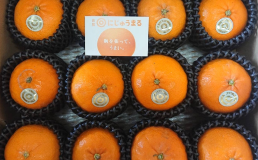 佐賀みかん にじゅうまる：B340-002