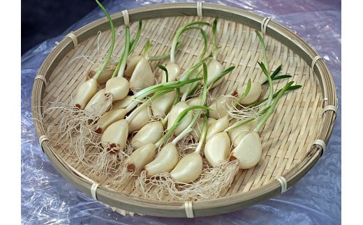 新時代の手作り熟成・発酵黒ひげにんにく玉：B100-030