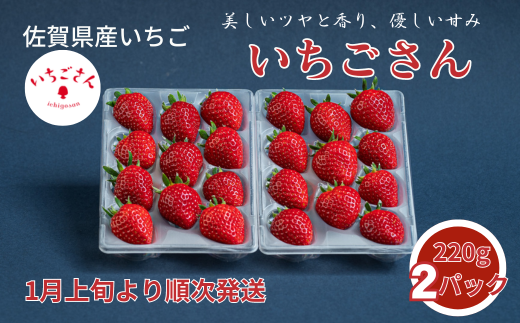 佐賀県産いちご いちごさん：B100-037