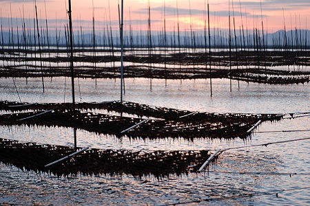 新撰佐賀のり味60束：B150-049