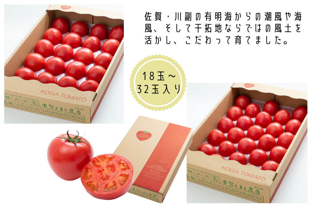 【期間限定】栄養価コンテストでグランプリを受賞した「古賀とまと」 3月〜5月発送 トマト 野菜 産地直送 佐賀県 佐賀市：B290-008