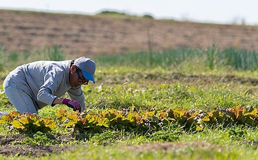 佐賀産季節の旬野菜10種類（農薬・化学肥料不使用）：B120-036