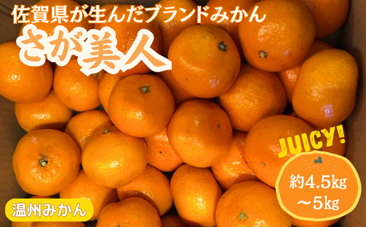 佐賀みかん さが美人：B175-009