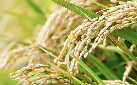 什å7å¹Žç£ äœè³çç£ ããã³ãã çœç±³ 5kg ããã ç±³ ïŒB170-023