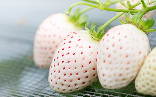 äœè³çç£ãã¡ã èµ€ãã¡ãçœãã¡ã çŽ
çœã»ããïŒB140-084