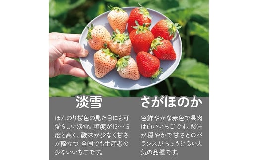 先行受付開始！【定期便3回】佐賀県産 紅白いちご 食べ比べ 2027年2~4月発送 淡雪 さがほのか フルーツ 果物 定期便 旬 苺 紅白 白いちご 九州 佐賀県 佐賀市 清瀬農園：B395-011