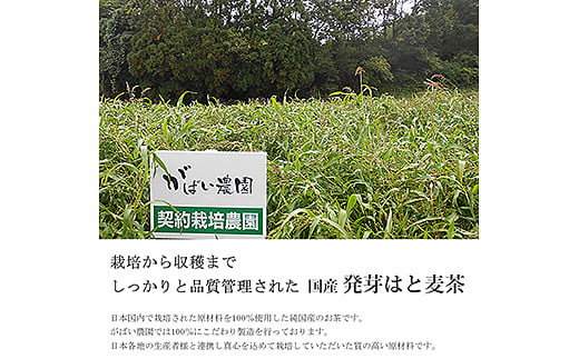 国産 発芽はと麦茶：A085-015