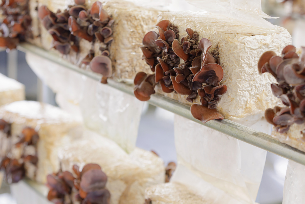 佐賀県産乾燥きくらげ4袋（手作業）：B130-025