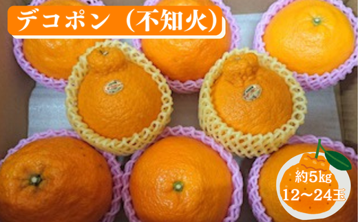 【先行予約】佐賀みかん デコポン【不知火】：B195-006