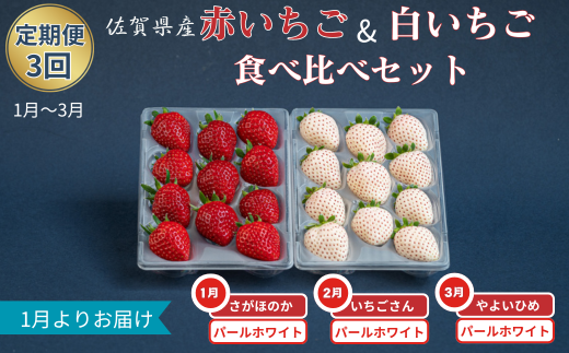 【定期便3回】赤いちご白いちご食べ比べ（1月〜3月発送）：B395-012