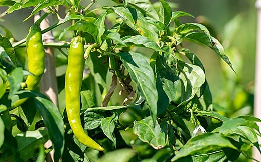 佐賀産季節の旬野菜10種類（農薬・化学肥料不使用）：B120-036